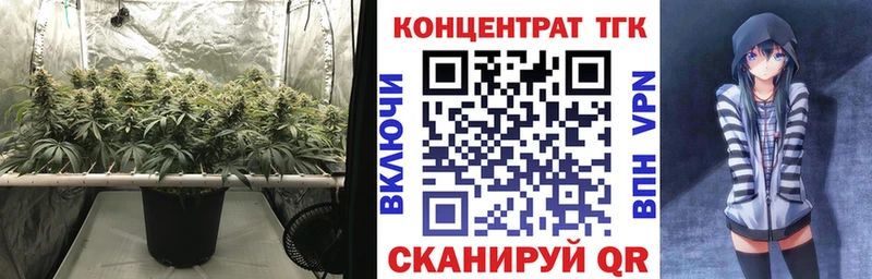 как найти закладки  Шуя  ТГК концентрат 